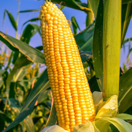 Proyecto Monocultivo <br> de  Maíz.